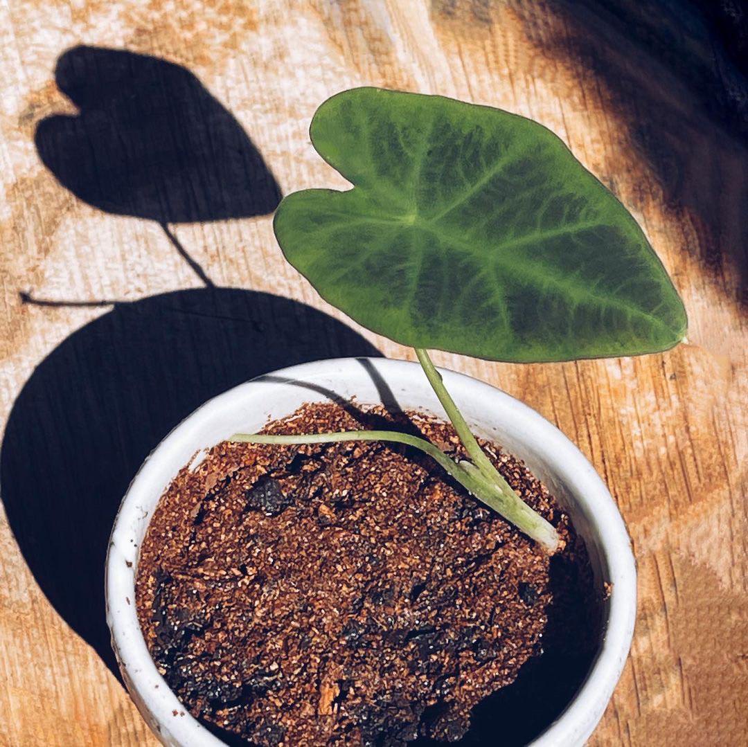 黑面芋 Colocsia esculenta'Illustris