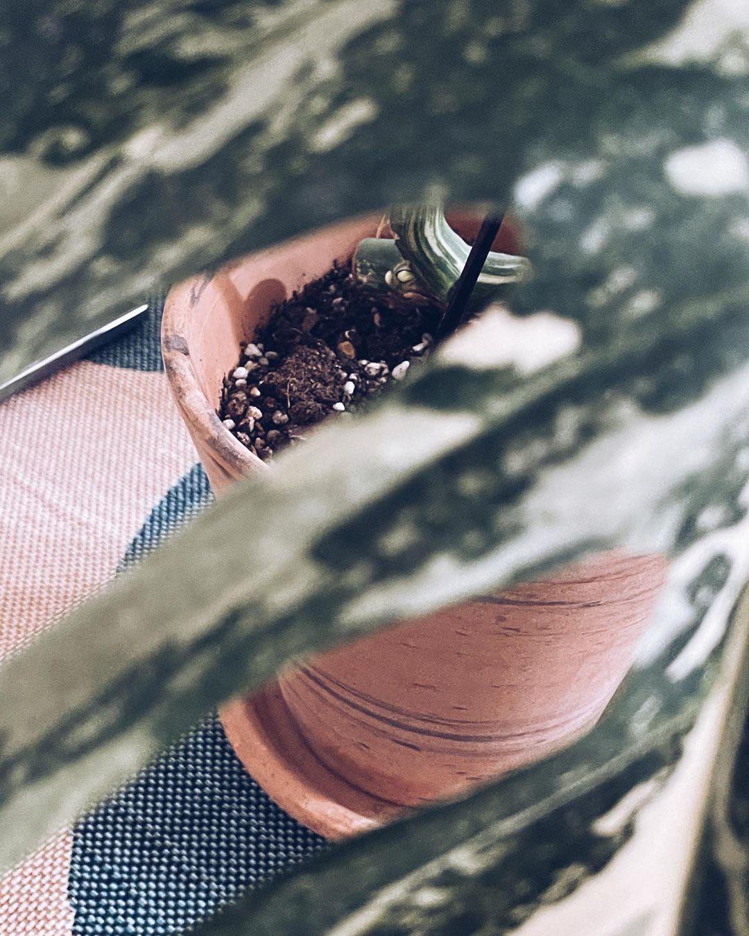 日本白斑龜背芋 ｜monstera deliciosa var borsigiana 'albo' variegated